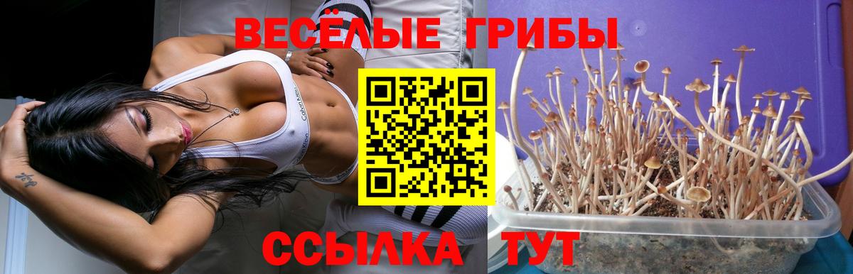 Миасс  Псилоцибиновые грибы мухоморы  Вход с VPN 